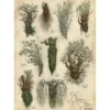 Der Herr der Ringe - Fangorn Kunstdruck