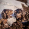Jurassic World - Fossil Triceratops Funko Pop Figur