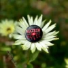 Logo Button für Hazbin Hotel Fans